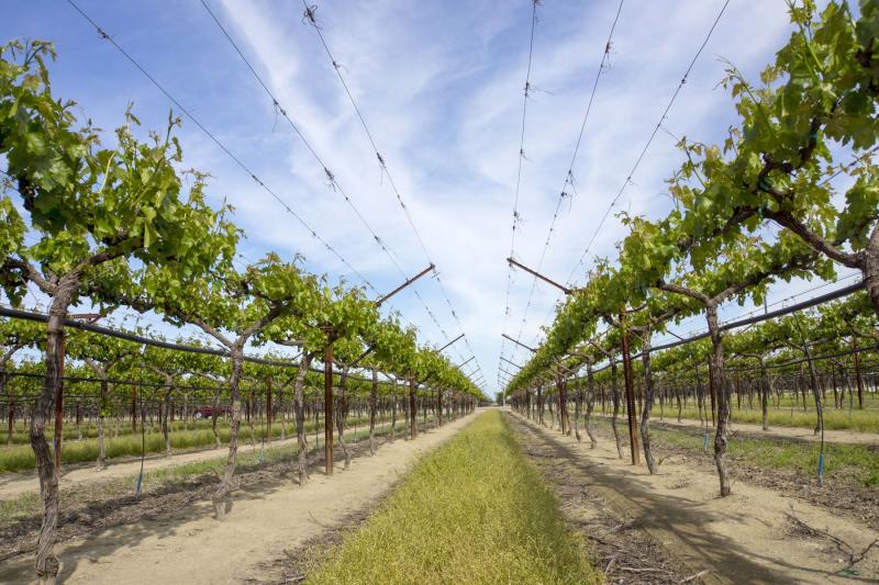 Монтаж садов и виноградников